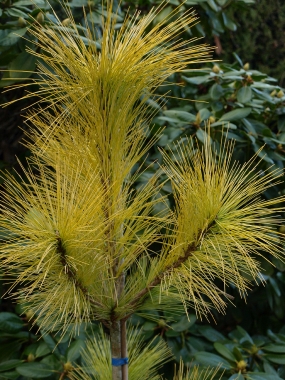 Sosna himalajska (Pinus wallichiana) Winterlight_zima